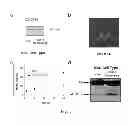 Fig. 02 - METHOD OF TREATING ISCHEMIC DISORDERS