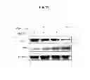 Fig. 33 - Methods of differentiating stem cells by modulating MIR-124