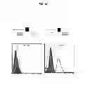 Fig. 35 - Methods of differentiating stem cells by modulating MIR-124