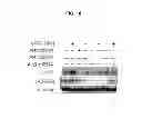 Fig. 40 - Methods of differentiating stem cells by modulating MIR-124