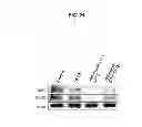Fig. 43 - Methods of differentiating stem cells by modulating MIR-124