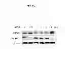 Fig. 45 - Methods of differentiating stem cells by modulating MIR-124
