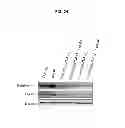Fig. 46 - Methods of differentiating stem cells by modulating MIR-124