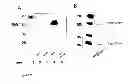 Fig. 03 - ANTI-NERVE GROWTH FACTOR ANTIBODIES AND METHODS OF PREPARING AND USING THE SAME