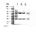 Fig. 08 - THERAPEUTIC CANINE IMMUNOGLOBULINS AND METHODS OF USING SAME