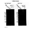 Fig. 11 - THERAPEUTIC CANINE IMMUNOGLOBULINS AND METHODS OF USING SAME