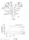 Fig. 12 - Compositions and methods for the treatment of neuromyelitis optica