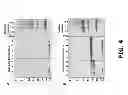Fig. 06 - COMPOSITIONS AND METHODS OF USE FOR MGD-CSF IN DISEASE TREATMENT