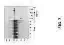 Fig. 09 - COMPOSITIONS AND METHODS OF USE FOR MGD-CSF IN DISEASE TREATMENT