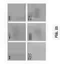 Fig. 27 - COMPOSITIONS AND METHODS OF USE FOR MGD-CSF IN DISEASE TREATMENT