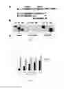 Fig. 08 - Compositions and methods of use for antibodies of Dickkopf-1