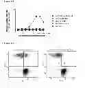 Fig. 24 - BISPECIFIC ANTIBODIES AGAINST HER2 AND CD3
