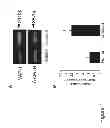 Fig. 02 - METHODS AND COMPOSITIONS FOR TREATING CONDITIONS ASSOCIATED WITH ANGIOGENESIS USING A VASCULAR ADHESION PROTEIN-1 (VAP-1) INHIBITOR