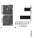 Fig. 05 - METHODS AND COMPOSITIONS FOR TREATING CONDITIONS ASSOCIATED WITH ANGIOGENESIS USING A VASCULAR ADHESION PROTEIN-1 (VAP-1) INHIBITOR