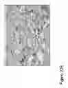 Fig. 31 - METHODS AND COMPOSITIONS FOR TREATING CONDITIONS ASSOCIATED WITH ANGIOGENESIS USING A VASCULAR ADHESION PROTEIN-1 (VAP-1) INHIBITOR