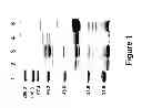 Fig. 02 - spp. polypeptides and methods of use