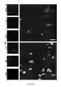 Fig. 09 - Methods of generating hyper iNOS expressing cells and uses thereof