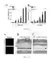 Fig. 11 - Methods of generating hyper iNOS expressing cells and uses thereof