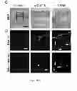 Fig. 13 - Methods of generating hyper iNOS expressing cells and uses thereof