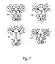 Fig. 08 - BLOCKING ANTIBODY FOR TRANSPLANTATION