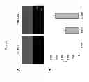 Fig. 05 - D-amino acid derivative-modified peptidoglycan and methods of use thereof