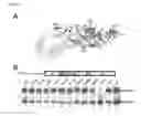 Fig. 08 - Virus-like particles and methods of use