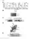 Fig. 09 - Virus-like particles and methods of use