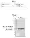 Fig. 02 - Parvovirus Vp1 unique region polypeptides and compositions thereof