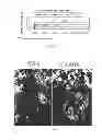 Fig. 10 - Compositions and methods comprising terpenes or terpene mixtures selected from thymol, eugenol, geraniol, citral and L-carvone