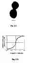 Fig. 12 - Uniform field magnetization and targeting of therapeutic formulations