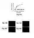 Fig. 20 - Uniform field magnetization and targeting of therapeutic formulations