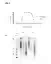 Fig. 07 - Methods for screening inhibitors of tumor associated protein aggregation