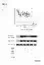 Fig. 08 - Methods for screening inhibitors of tumor associated protein aggregation