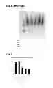 Fig. 09 - Methods for screening inhibitors of tumor associated protein aggregation