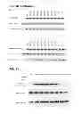 Fig. 12 - Methods for screening inhibitors of tumor associated protein aggregation