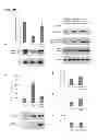 Fig. 27 - Methods for screening inhibitors of tumor associated protein aggregation