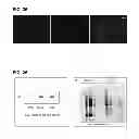 Fig. 30 - Methods for screening inhibitors of tumor associated protein aggregation