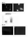 Fig. 31 - Methods for screening inhibitors of tumor associated protein aggregation