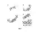 Fig. 02 - Ordered superstructures of octapod-shaped nanocrystals, their process of fabrication and use thereof