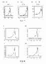 Fig. 04 - Probe for detection of polymorphism in EGFR gene, amplification primer, and use thereof