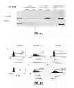 Fig. 04 - Mutations in the epidermal growth factor receptor gene
