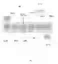 Fig. 02 - METHODS FOR AMPLIFYING NUCLEIC ACID FROM A TARGET