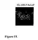 Fig. 12 - Biomarkers of ionizing radiation