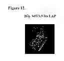 Fig. 13 - Biomarkers of ionizing radiation