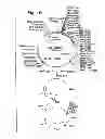 Fig. 03 - MUTANT LUCIFERASE