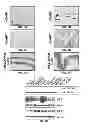 Fig. 05 - COMPOSITIONS AND METHODS FOR CULTURING CELLS FROM NORMAL HUMAN TUBO-OVARIAN EPITHELIUM AND HUMAN TUBO-OVARIAN TUMORS