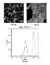 Fig. 06 - COMPOSITIONS AND METHODS FOR CULTURING CELLS FROM NORMAL HUMAN TUBO-OVARIAN EPITHELIUM AND HUMAN TUBO-OVARIAN TUMORS