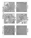 Fig. 20 - COMPOSITIONS AND METHODS FOR CULTURING CELLS FROM NORMAL HUMAN TUBO-OVARIAN EPITHELIUM AND HUMAN TUBO-OVARIAN TUMORS