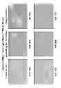 Fig. 27 - COMPOSITIONS AND METHODS FOR CULTURING CELLS FROM NORMAL HUMAN TUBO-OVARIAN EPITHELIUM AND HUMAN TUBO-OVARIAN TUMORS