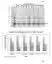 Fig. 02 - Method for producing a recombinant protein of interest by using the Ntechnology